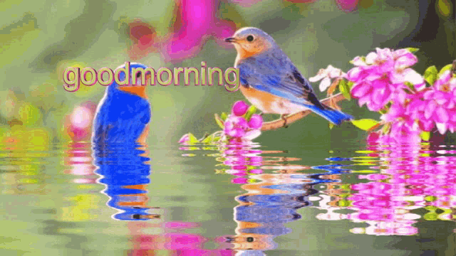 Good Morning Bird In Water