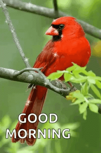 Good Morning Red Bird