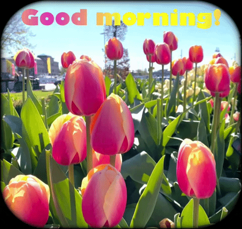 Good Morning With Tulip Flower