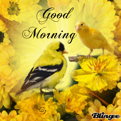Yellow Bird Good Morning Gif