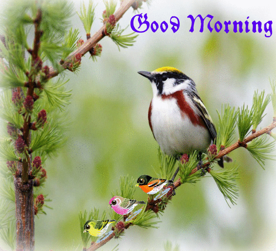 Beautiful Birds Good Morning