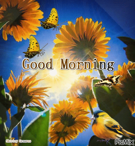 Butterfly Sunflower Good Morning