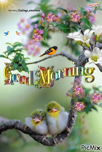 Good Morning Beautiful Birds On Branches