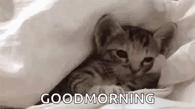 Good Morning Cat