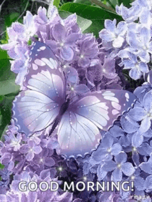 Good Morning Purple Flowers