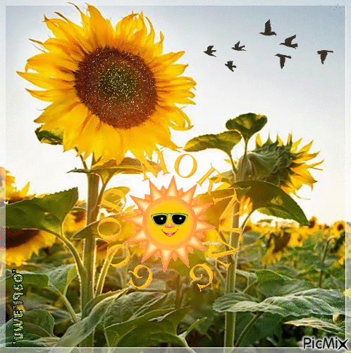 Good Morning Sunflower Have A Awesome Day