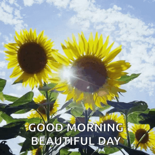 Good Morning Sunflower Have A Beautiful Day