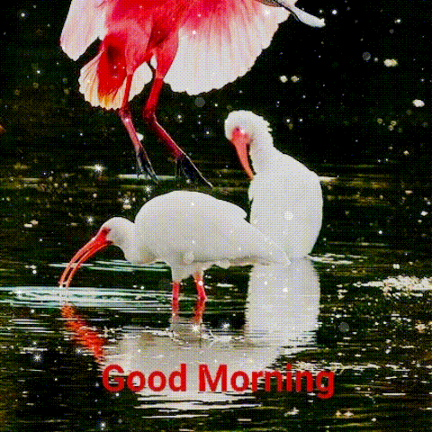 Good Morning With White Bird