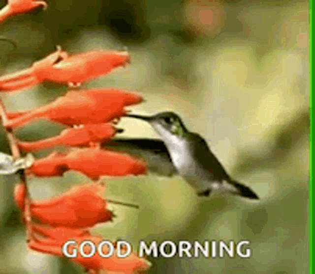 Humming Bird Good Morning