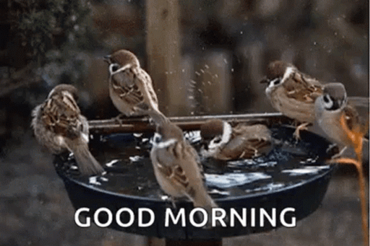 Nature Good Morning Birds Bathing