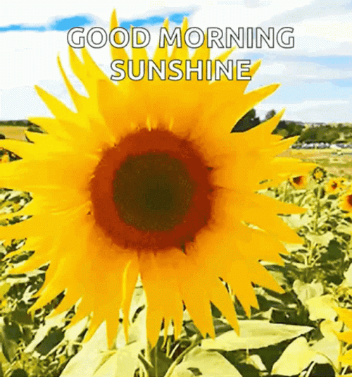 Nature Good Morning Sunfloweri
