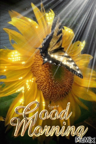 Shining Sunflower Butterfly Good Morning