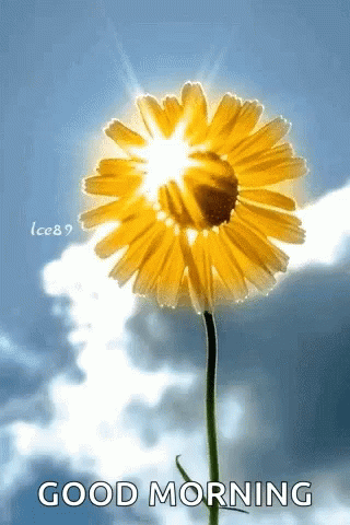 Spring Sunflower Good Morning
