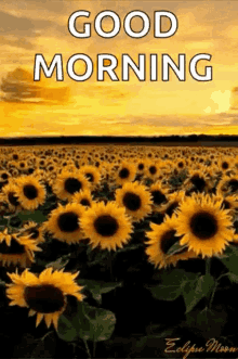 Sunflower Yellow Good Morning