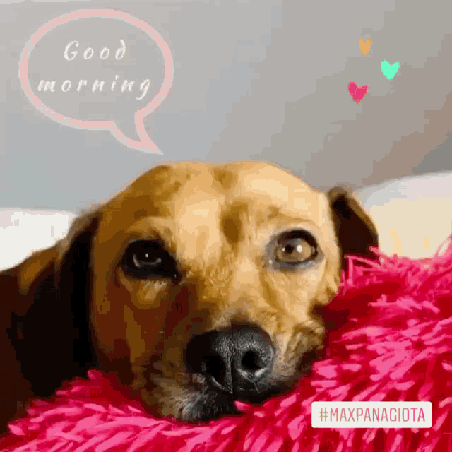 Good Morning Beautiful Puppy