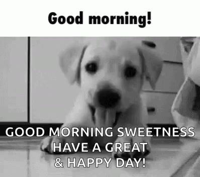 Good Morning Sweet Puppy Have A Great And Happy Day