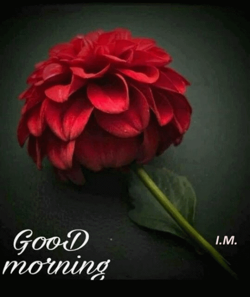 Rose Have A Lovely Good Morning